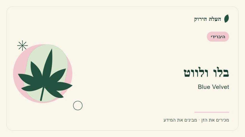 איור לכתבה: בלו ולווט: מדריך ראשון לשם, לרקע ולתיאור הזן
