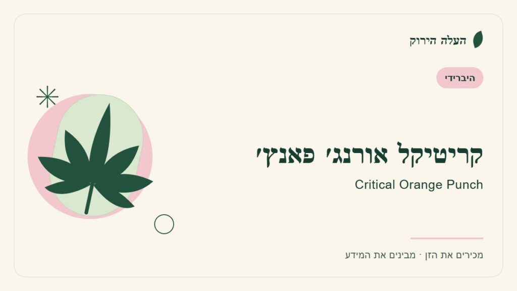 איור לכתבה: קריטיקל אורנג׳ פאנץ׳: מדריך ראשון לשם, לרקע ולתיאור הזן