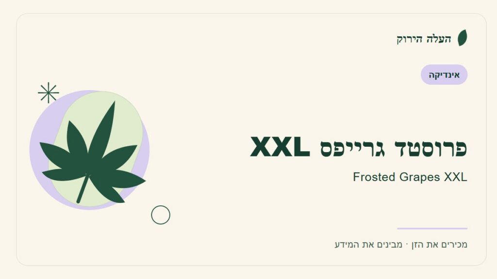 איור לכתבה: פרוסטד גרייפס XXL: מדריך ראשון לשם, לרקע ולתיאור הזן
