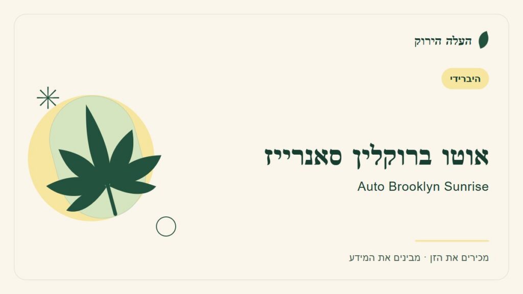 איור לכתבה: אוטו ברוקלין סאנרייז: מדריך ראשון לשם, לרקע ולתיאור הזן