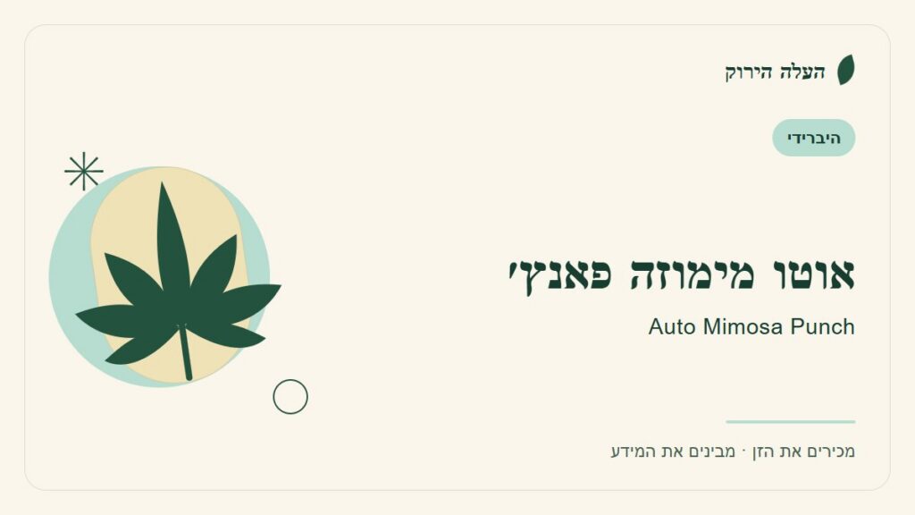 איור לכתבה: אוטו מימוזה פאנץ׳: מדריך ראשון לשם, לרקע ולתיאור הזן